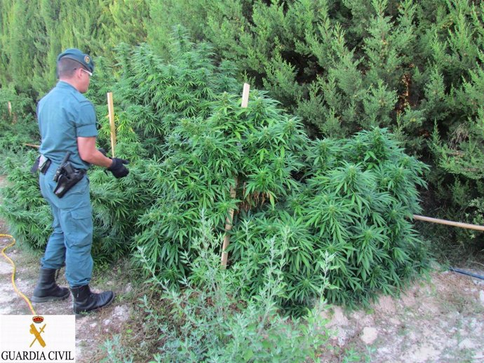 Plantas De Marihuana En Quatretonda