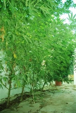 Plantas De Marihuana