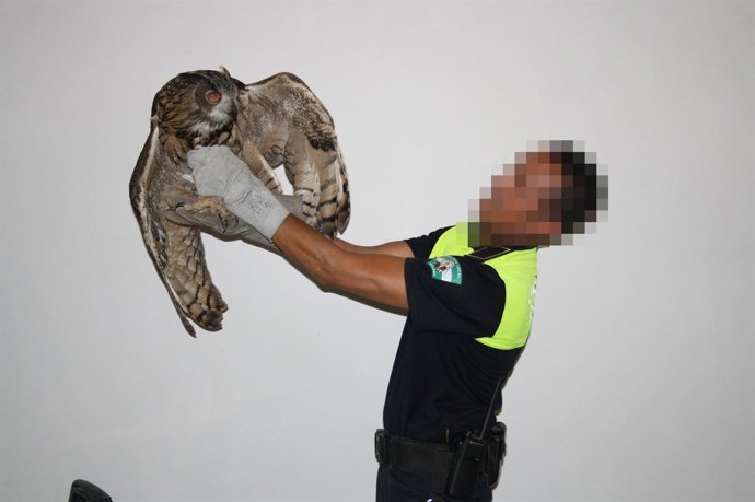 Policía Local De Málaga Recupera Un Buho