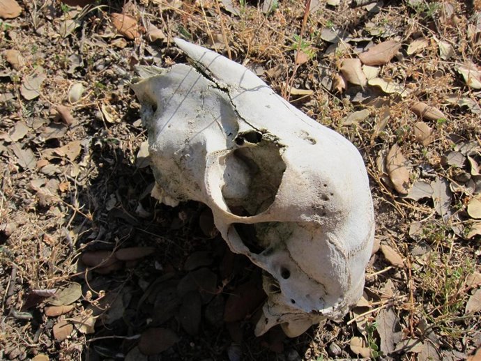 Hambre, Hambruna, Sequía, Cráneo De Oveja