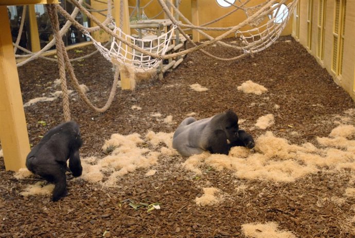 Recinto De Gorilas De Cabárceno