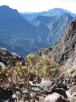 La Cumbre, en La Palma