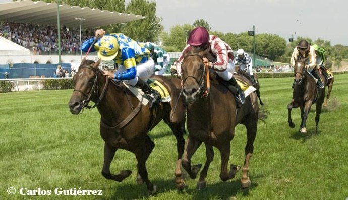 Turf Hipódromo La Zarzuela