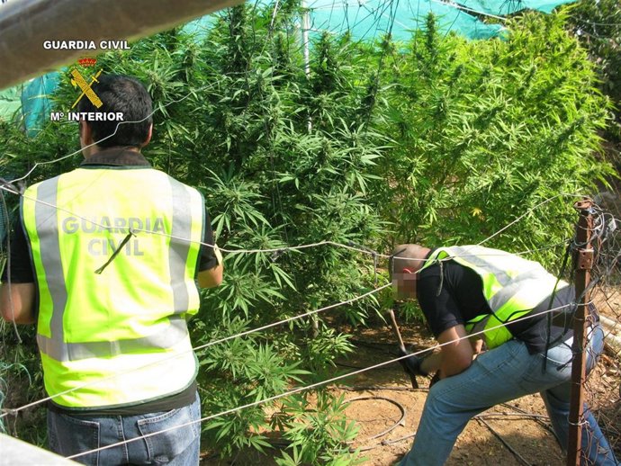 Imagen De Una De Las Plantaciones Intervenidas