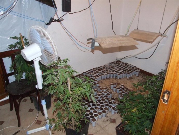 Plantación De Marihuana Desmantelada En La Safor