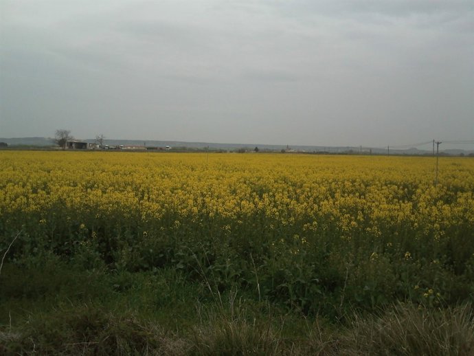 Campo De Colza