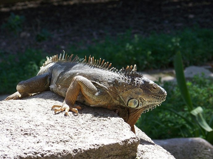 Imagen De Una Iguana Del Parque Sendaviva.