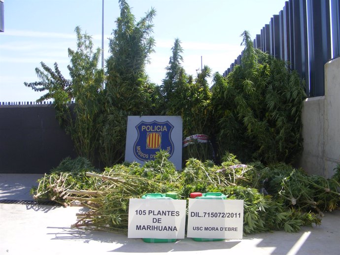 105 Plantas Incautadas De Marihuana