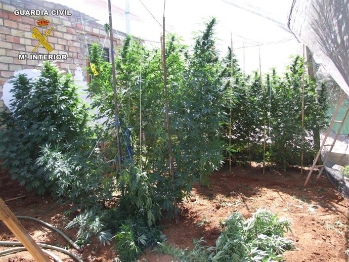 Marihuana Intervenida