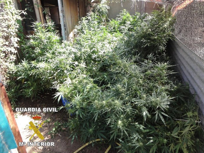 Marihuana Encontrada En Murillo De Río Leza