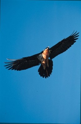 Quebrantahuesos En Vuelo.
