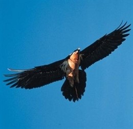 II Jornadas De Aves En El Pirineo