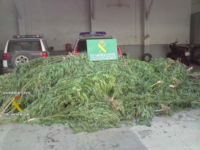 Plantas De Marihuana Intervenidas