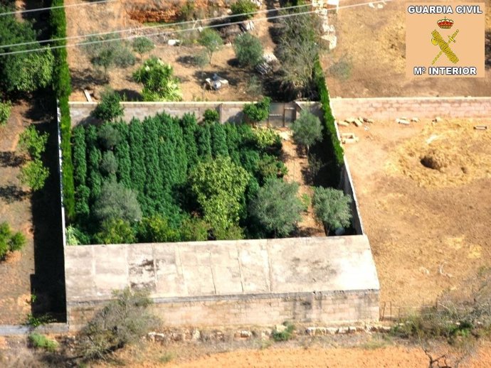 Plantación De Marihuana Avistada En Llucmajor.