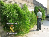 Guardia Civil localiza una veintena de plantas de marihuana en dos terrenos en Ponteareas e imputa a sus propietarios
