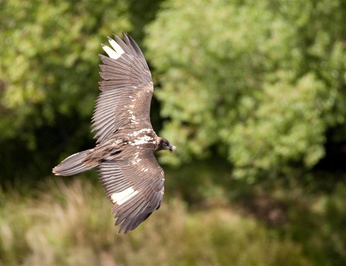 Ejemplar De Quebrantahuesos