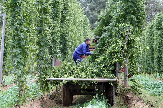 NP COSECHA DEL LÚPULO EN GALICIA 2011