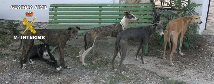 Galgos