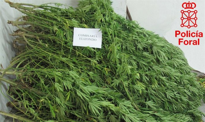 Las 40 Plantas Decomisadas En El Valle De Baztan. 