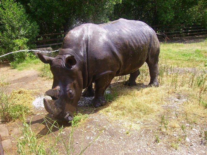 rinoceronte
