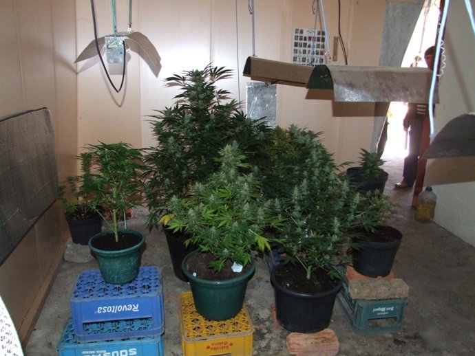 Plantas De Cannabis Incautadas