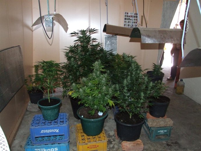 Plantas De Cannabis Incautadas