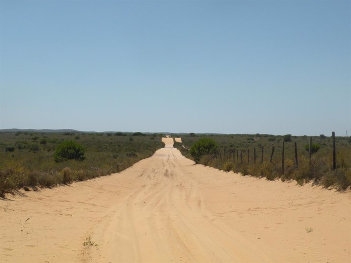 Faja cortafuegos en el Parque Natural de Doñana