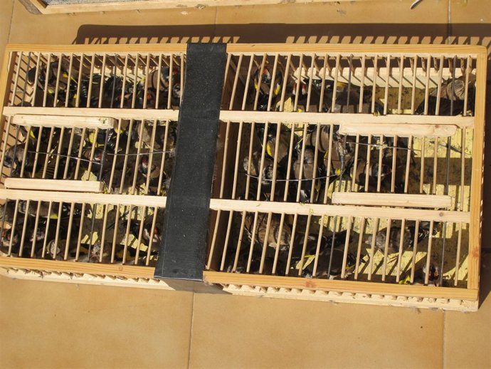 Jilgueros Y Otras Aves Recuperadas Por La Guardia Civil