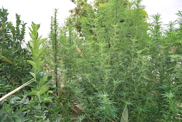 AMPLIACIÓN A NOTA DE PRENSA DE LA POLICÍA LOCAL DE VIGO DE DÍA 20 DE SEPTIEMBRE 