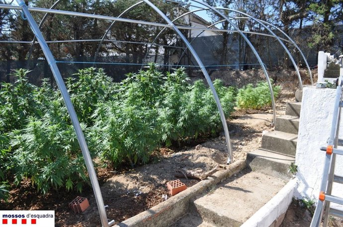 Plantación De Marihuana