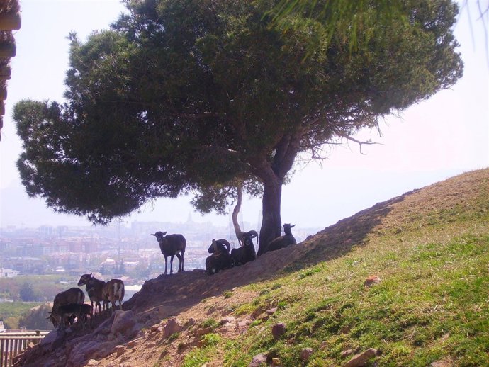 La Manada De Muflones En Terra Natura