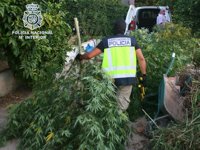 Detenidas tres personas acusadas de vender marihuana que cultivaban y procesaban