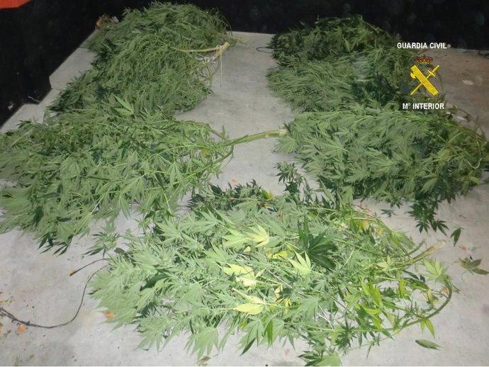 Plantas De Marihuana Intervenidas Por La Guardia Civil De Burgos
