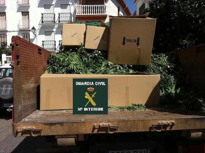 Marihuana Intervenida