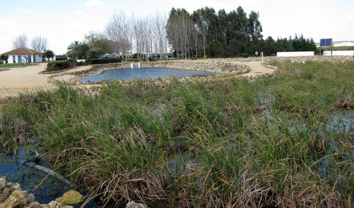 Humedales Artificales En Planta Experimental Del Centa En Carrión