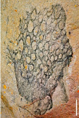 Uno De Los Ejemplares De Crumillospongia Mureroensis, Hallado En Murero