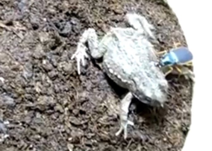 Escarabajo Devora Rana