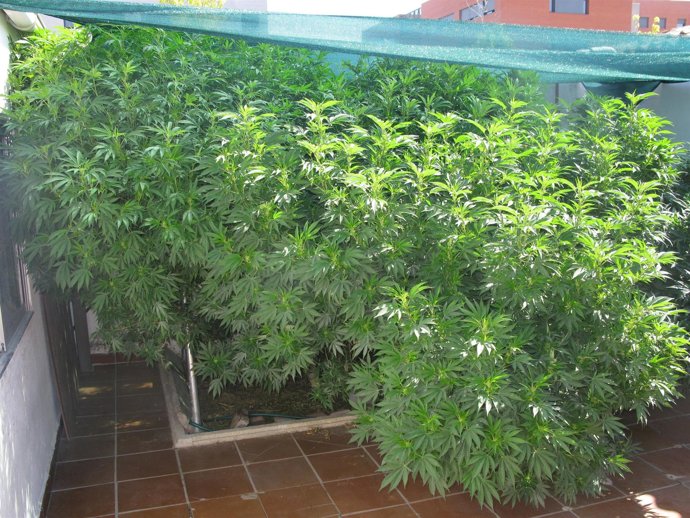 Plantación De Marihuana Descubierta En Laguna De Duero