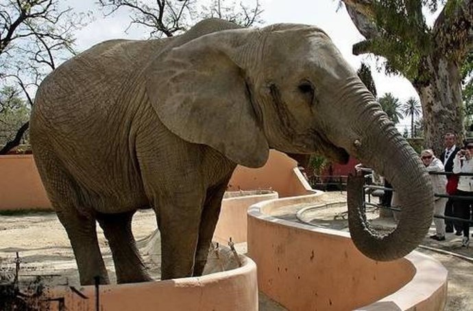 Buba, La Elefante Del Zoobotánico De Jerez