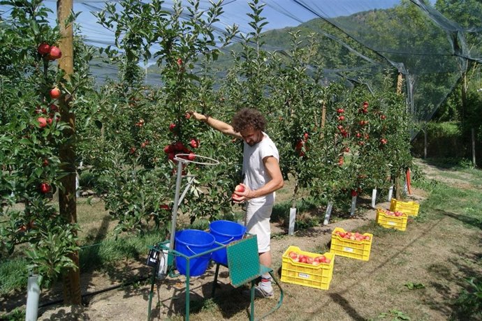 Recogida De Manzanas En Lleida
