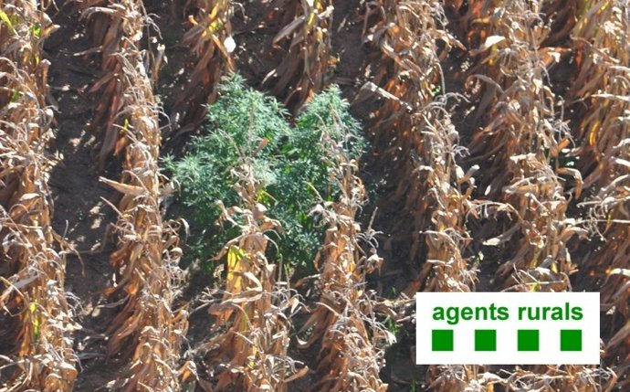 Plantas De Marihuana Escondidas En Maizales