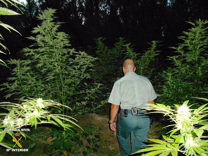 Plantas De Marihuana Encontradas Por La Guardia Civil En Caparroso.