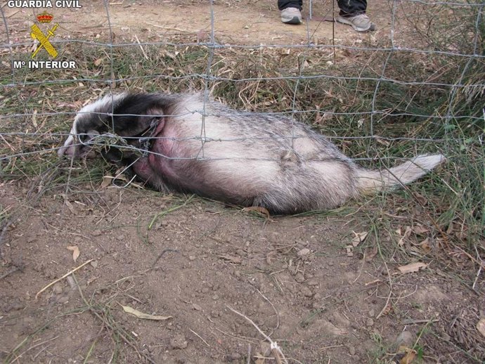 Tejón Capturado Con Arte Prohibida En San Roque