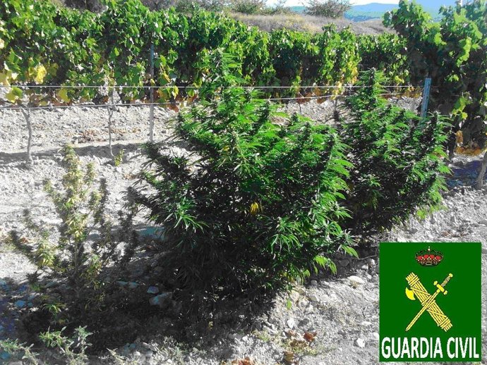 Imagen De Las Plantas Incautadas 