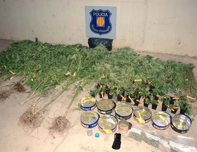 Plantas De Marihuana