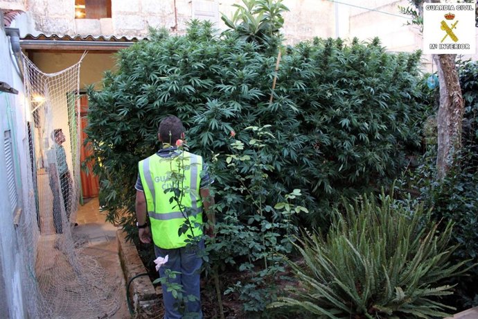 La Guardia Civil Incauta Seis Plantas De Marihuana