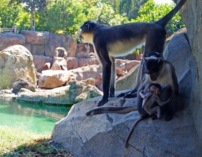 Un Grupo De Mangabeys Con La Nueva Cría En Bioparc