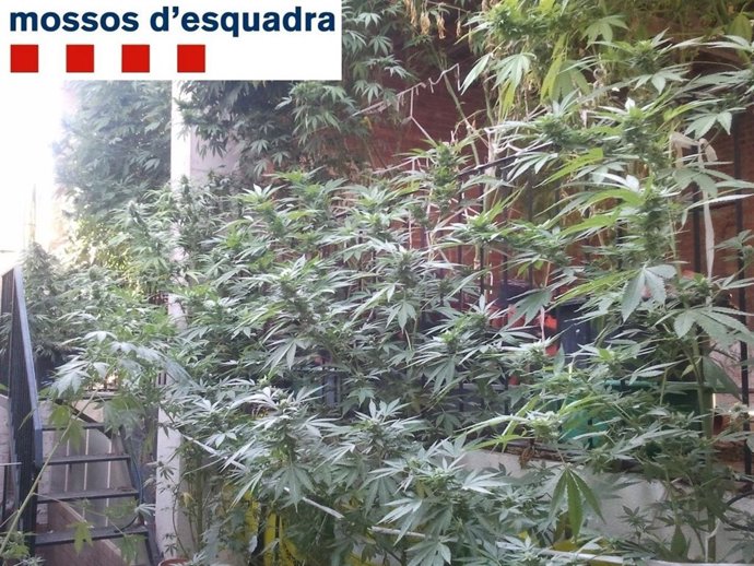 La Marihuana Incautada