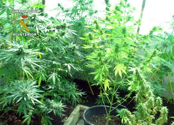 Parte De La Marihuana Incautada