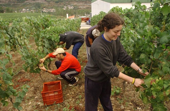 La vendimia en el Ribeiro